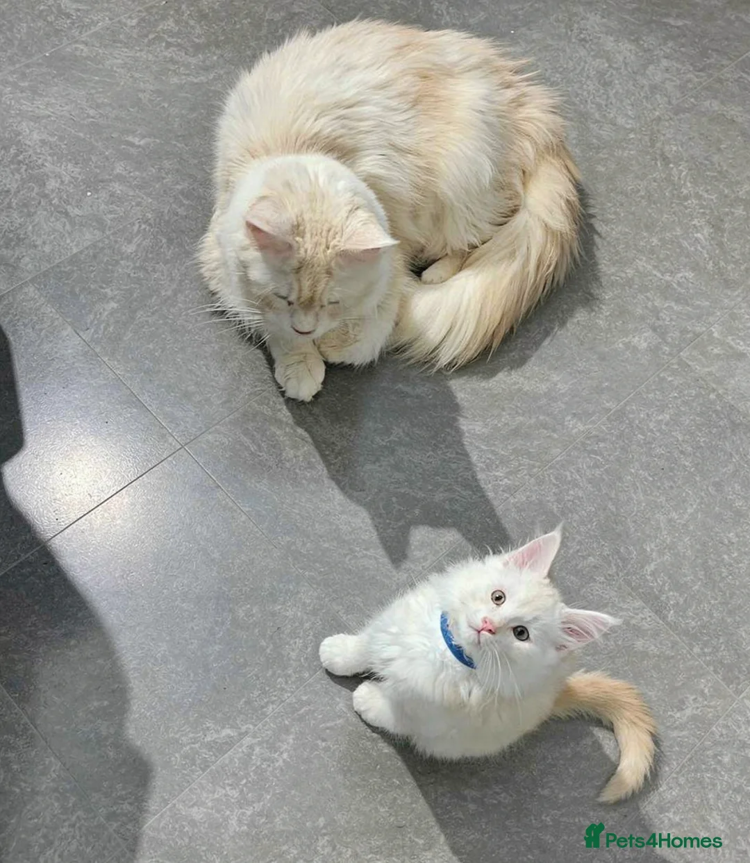 Maine Coon cats for sale: Maine Coon Shaded, Champion lines - Advert 7