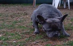 French Bulldog dogs for adoption: Meet BONNIE - a Lovely Girl, for a Loving Home - Image 4