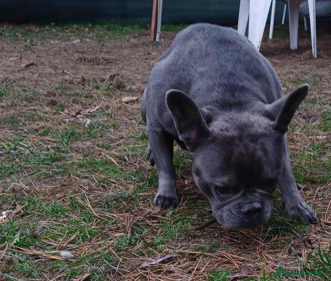 French Bulldog dogs for adoption: Meet BONNIE - a Lovely Girl, for a Loving Home - Image 4