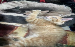 Maine Coon cats for sale: Maine coon kittens ready now boys  - Image 12