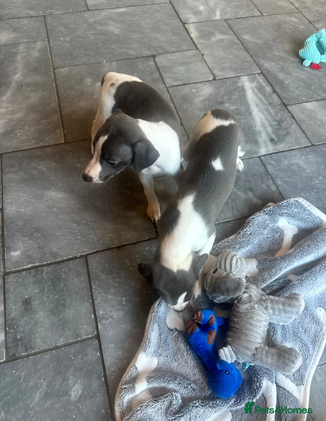 Whippet dogs for sale: KC reg whippets  - Advert 2