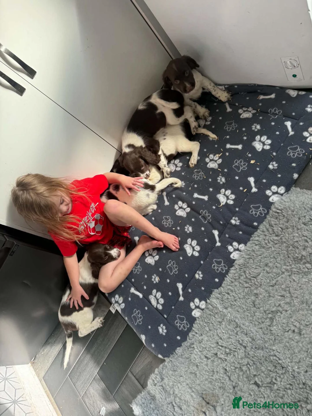 English Springer Spaniel dogs for sale: Springer spaniel pups - Advert 10