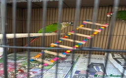 Budgerigars birds for sale: Beautiful Green cheek conure for sale!!  - Image 3
