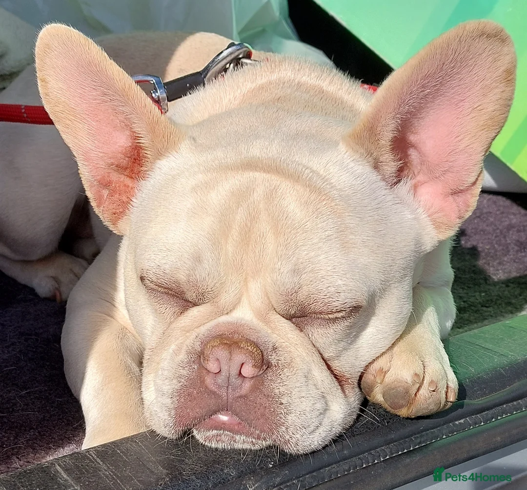 French Bulldog dogs for stud: Kc French bulldog Stud  - Advert 20