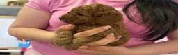 Cavapoo dogs for sale: F1B Cavapoo Puppies Looking For Forever Homes - Advert 22