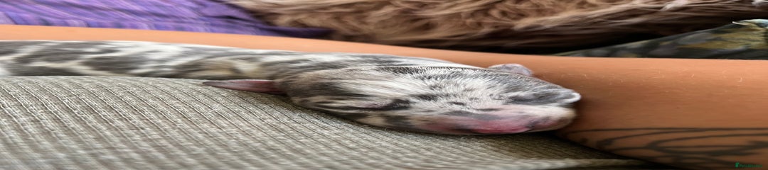 Blue Merle bitch 