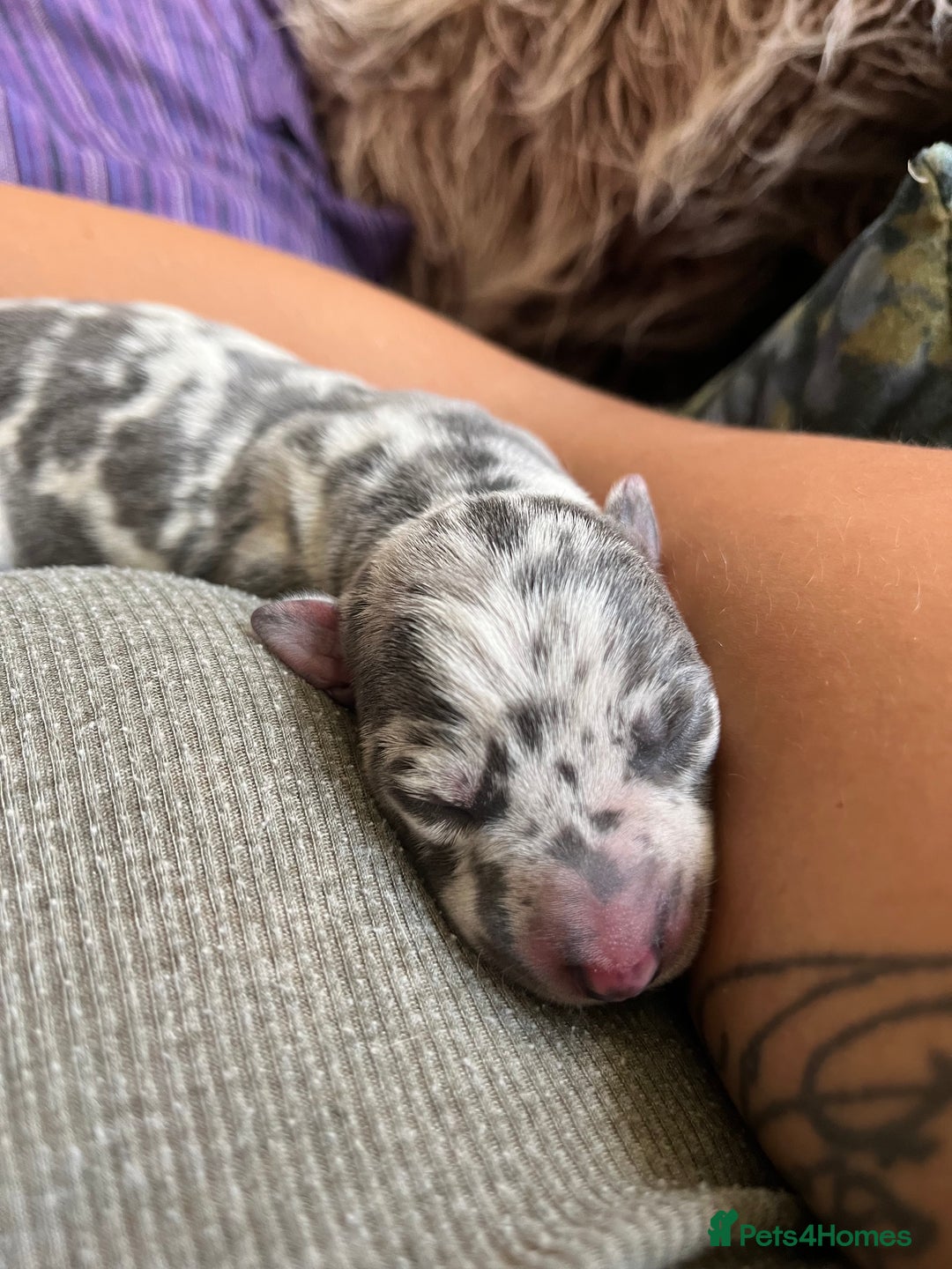 Lurcher dogs for sale: Lurcher puppies  - Image 10