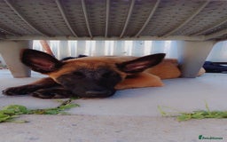 Belgian Shepherd Dog dogs for sale: 5 month Female Belgian mally - Image 4