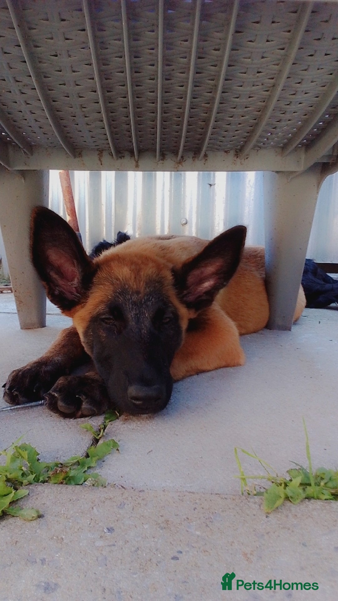 Belgian Shepherd Dog dogs for sale: 5 month Female Belgian mally - Image 4