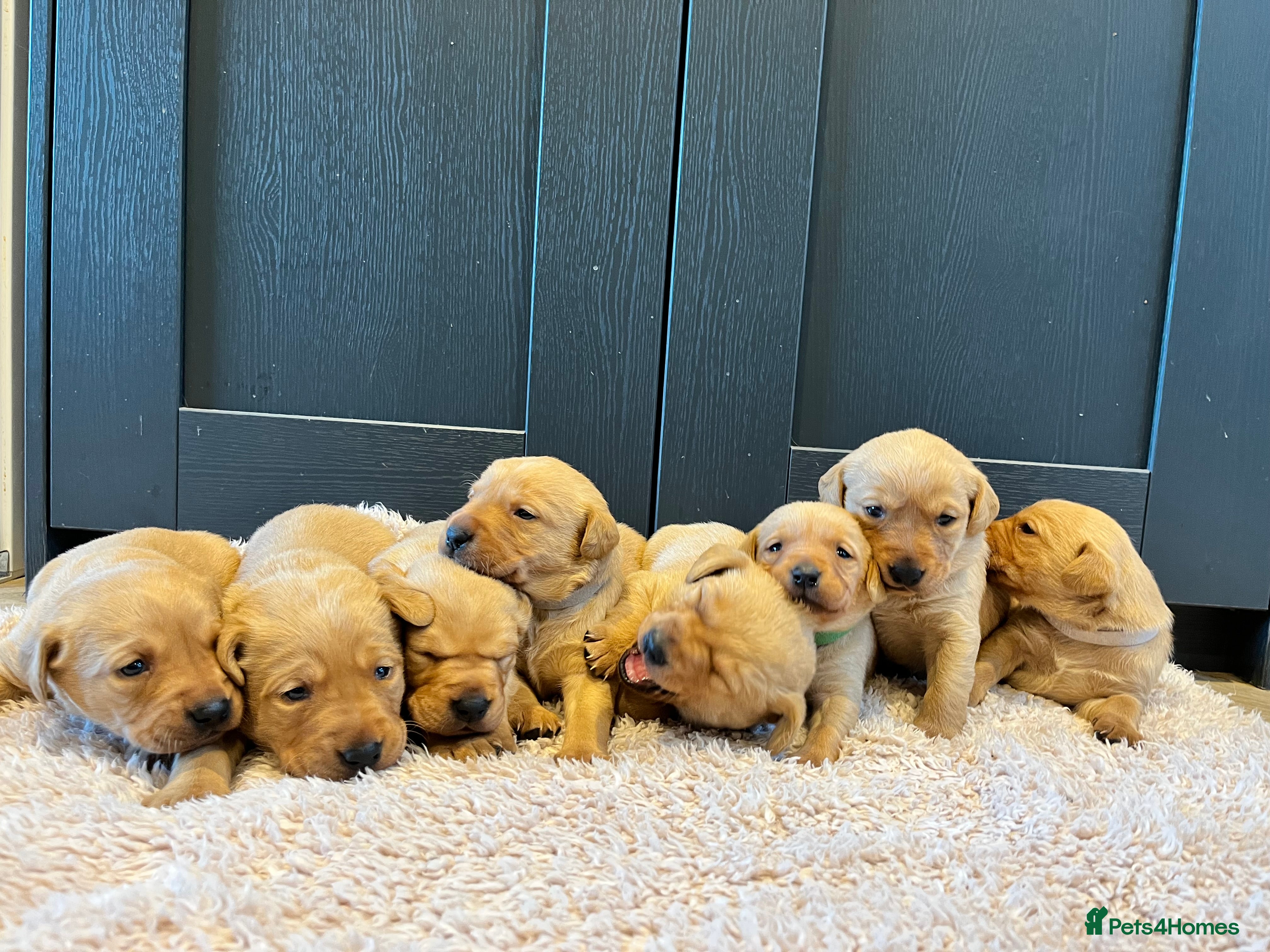 Labrador Retriever dogs  Fox red Labrador pups for sale, KC registered - Advert 17