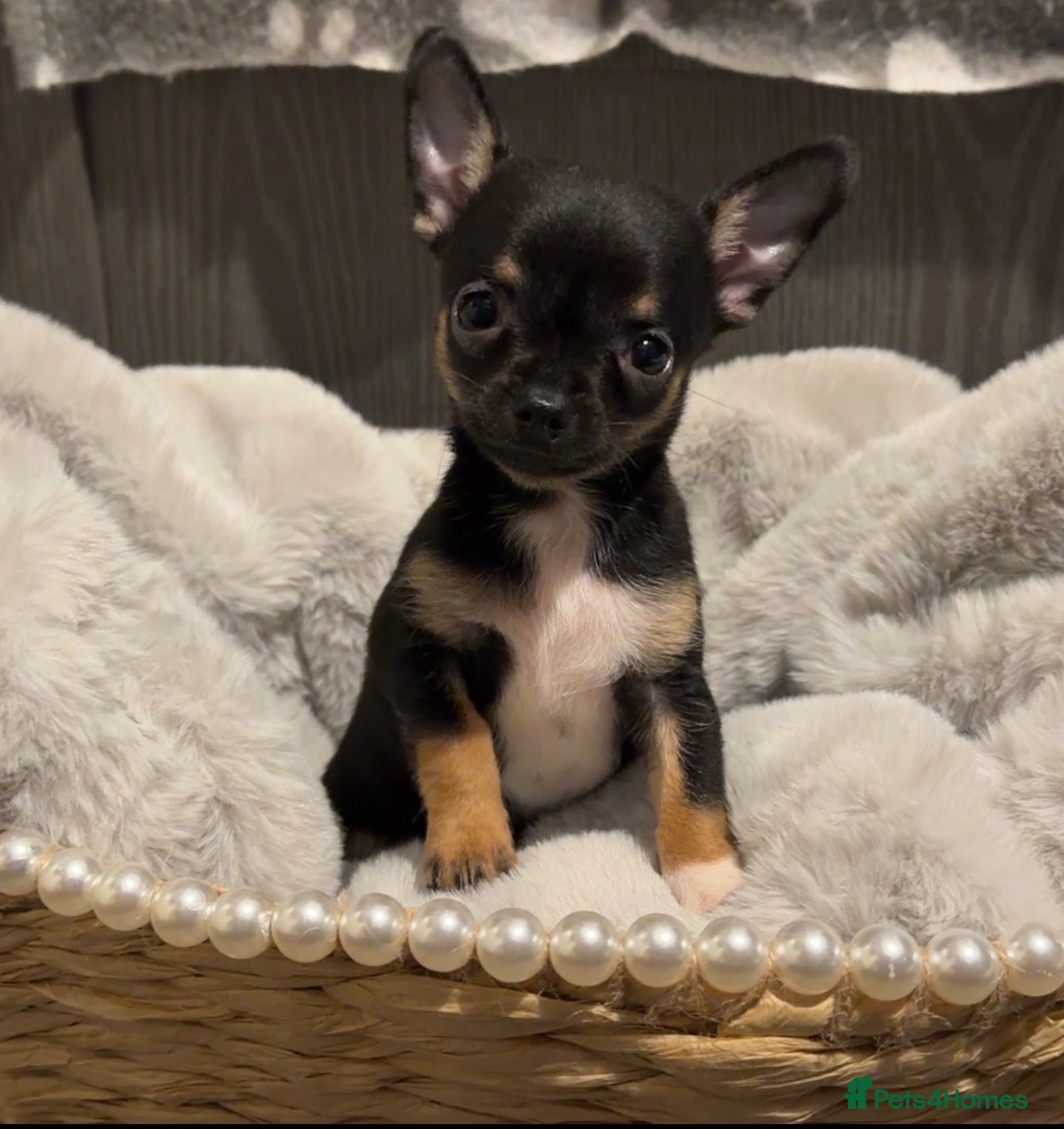 Chihuahua dogs Reduced boy Full chihuahua  - Advert 2