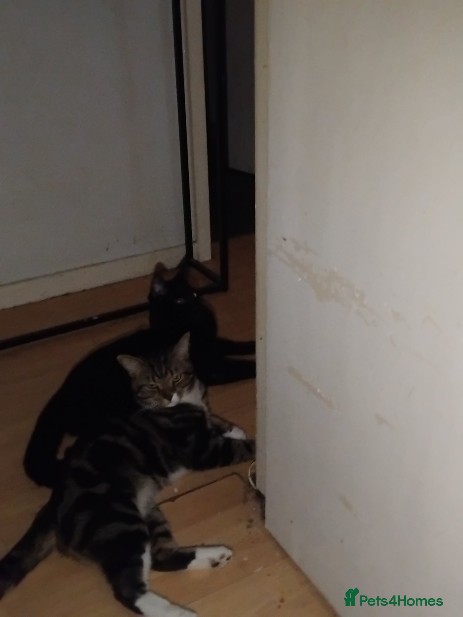 Mixed Breed cats Mixed tabby or black cat for stud - Advert 2