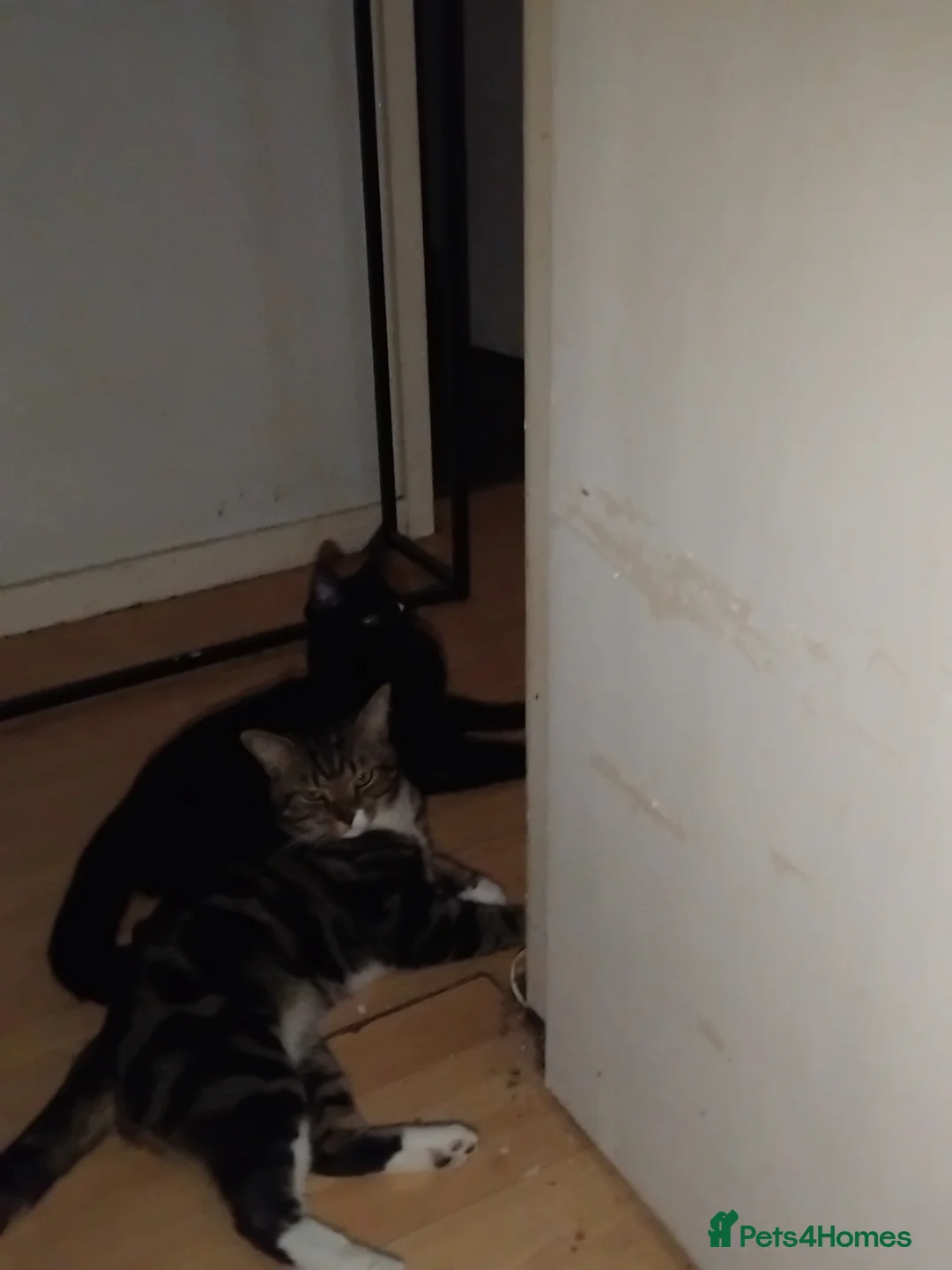 Mixed Breed cats for stud: Mixed tabby or black cat for stud - Advert 1