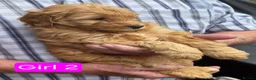 Shihpoo dogs for sale: Gorgeous Rare colours Shihpoo puppies in Bacup - Advert 4