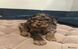 Cockapoo dogs for sale: Fb2 miniature cockapoo - Image 4