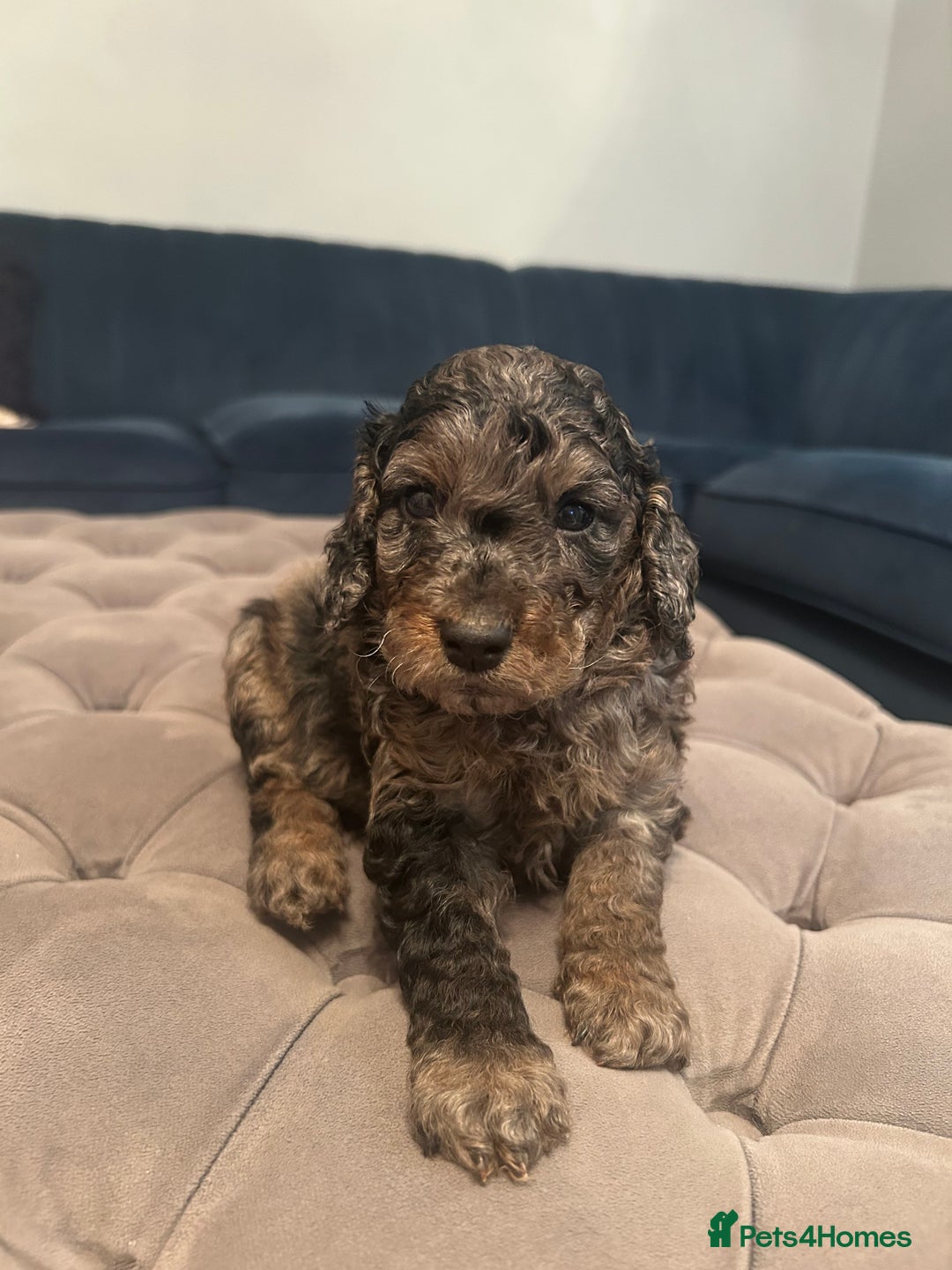 Cockapoo dogs for sale: Fb2 miniature cockapoo - Image 4