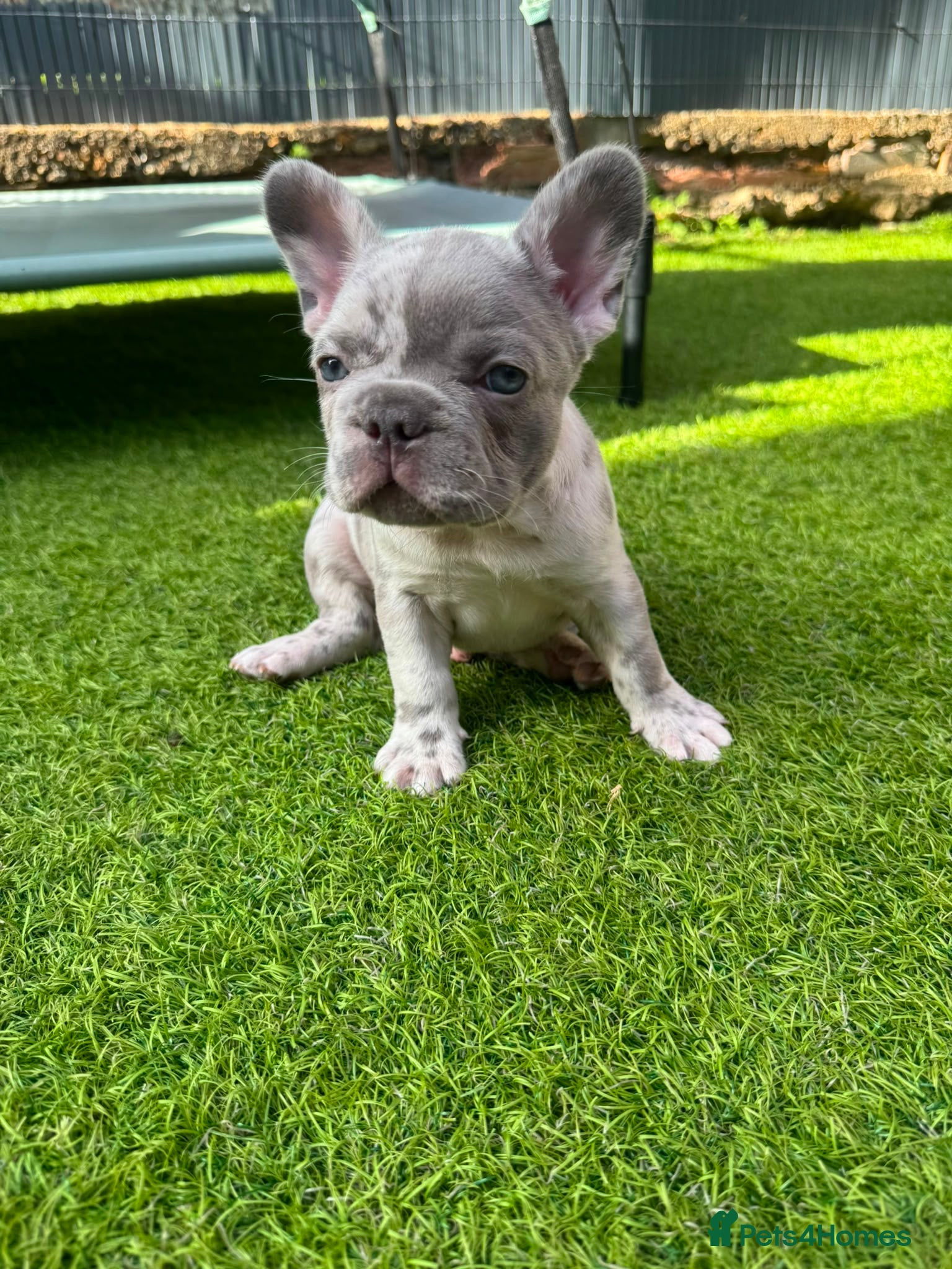 French Bulldog dogs 8 weeks old french gorgeus bulldog puppies  - Advert 2