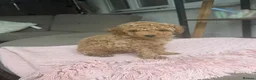 Maltipoo dogs for sale: Beautiful Maltipoo Puppies –2 Boys & 2 Girls - Advert 8