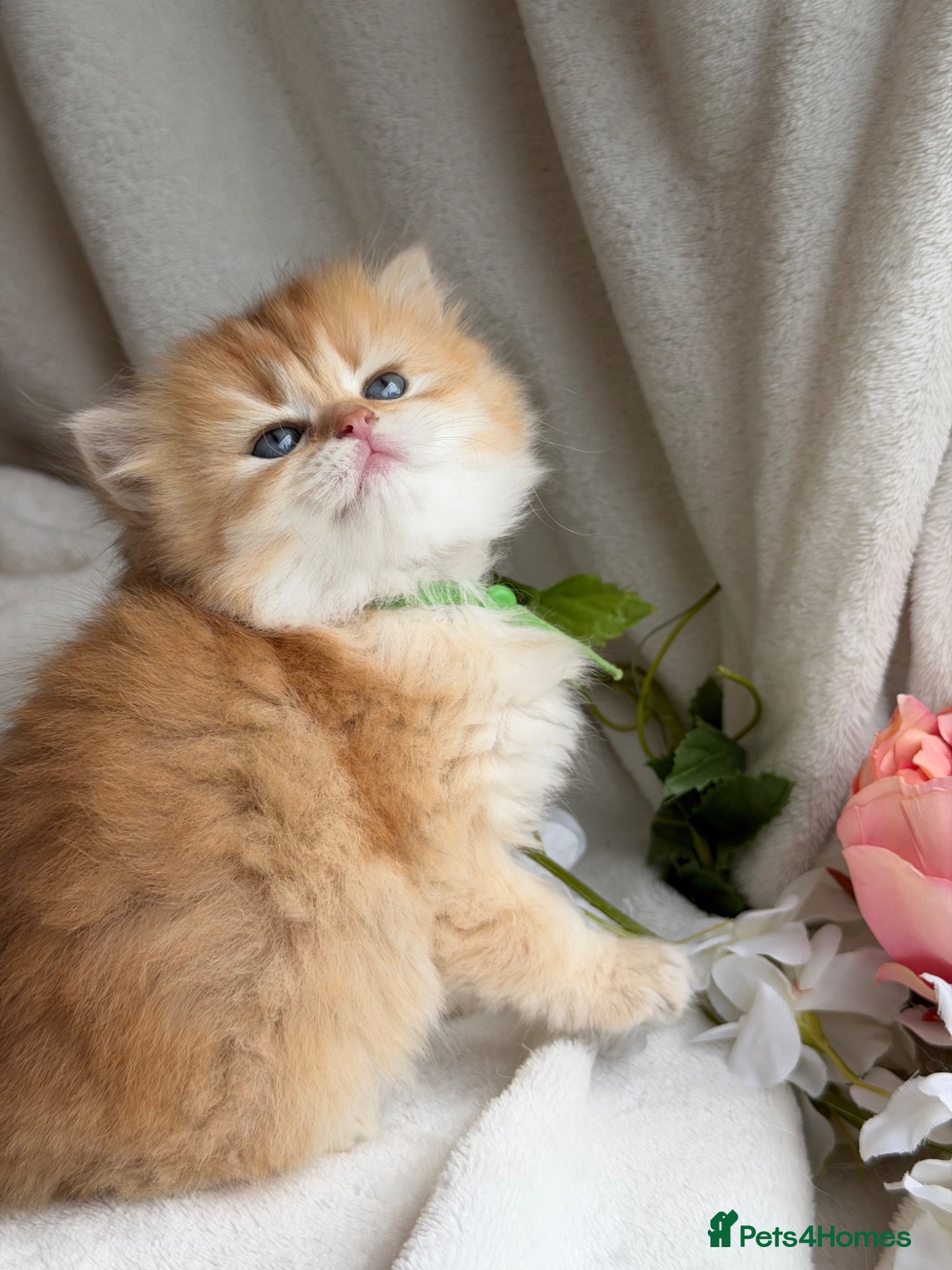 British Shorthair cats for sale: British shorthair golden adorable kitten GCCF  - Advert 9