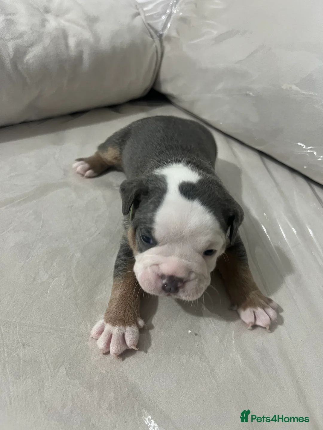Olde English Bulldogge dogs for sale: Olde English bulldogs for sale  in Newark - Advert 5