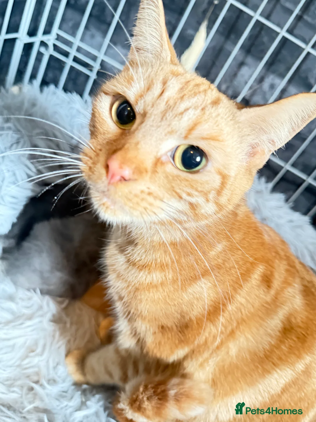 Mixed Breed cats for sale: 5 kittens  - Advert 5