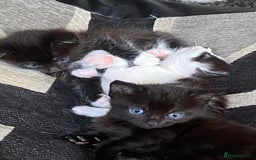Domestic Shorthair cats for sale: 3 gorgeous kittens - Image 11