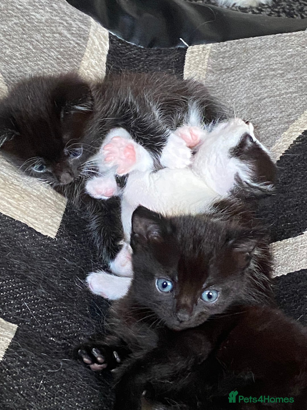 Domestic Shorthair cats for sale: 3 gorgeous kittens - Image 11