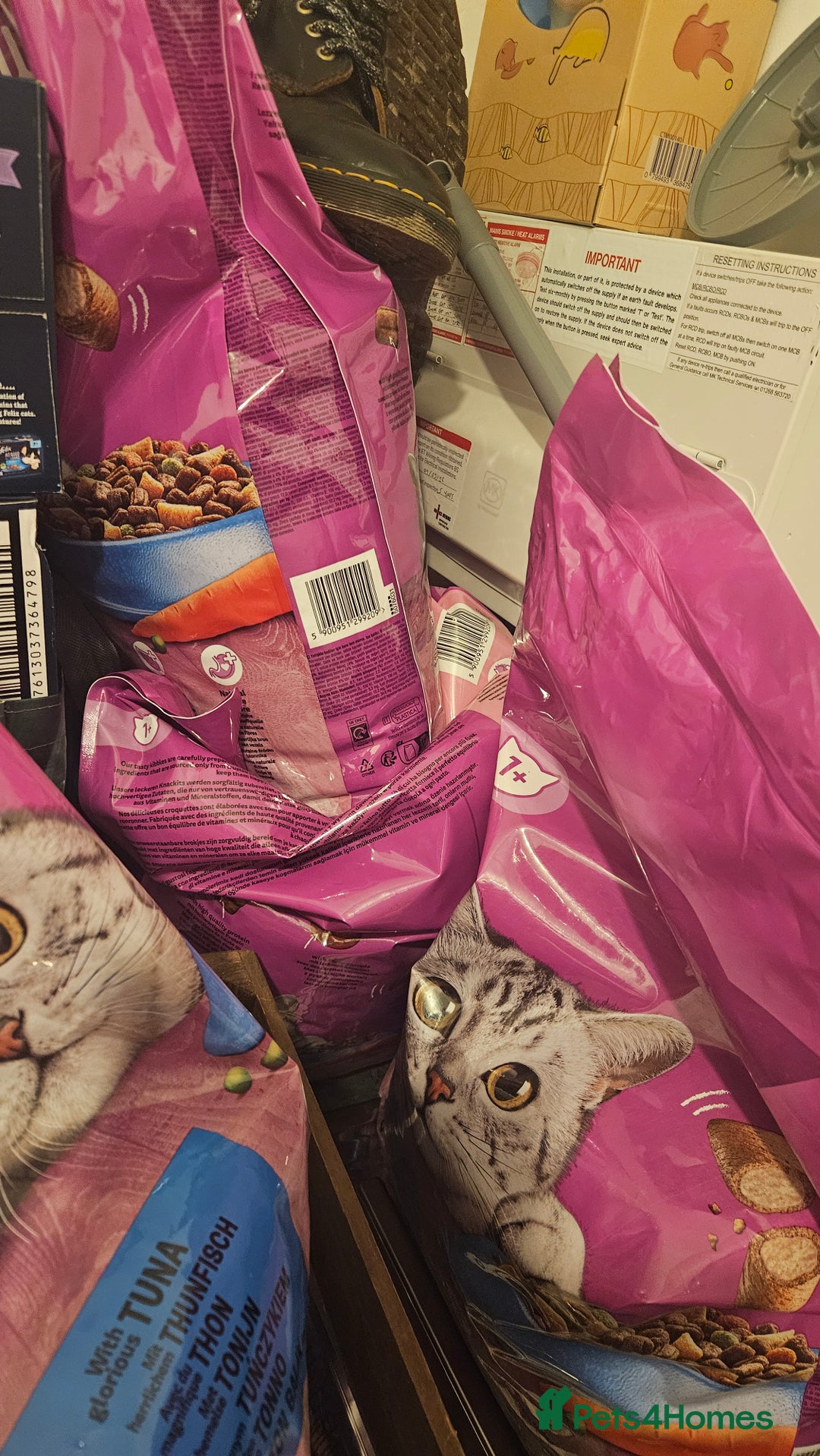 British Shorthair cats for sale: Boy cat for sale includes food/bed/toys - Advert 3