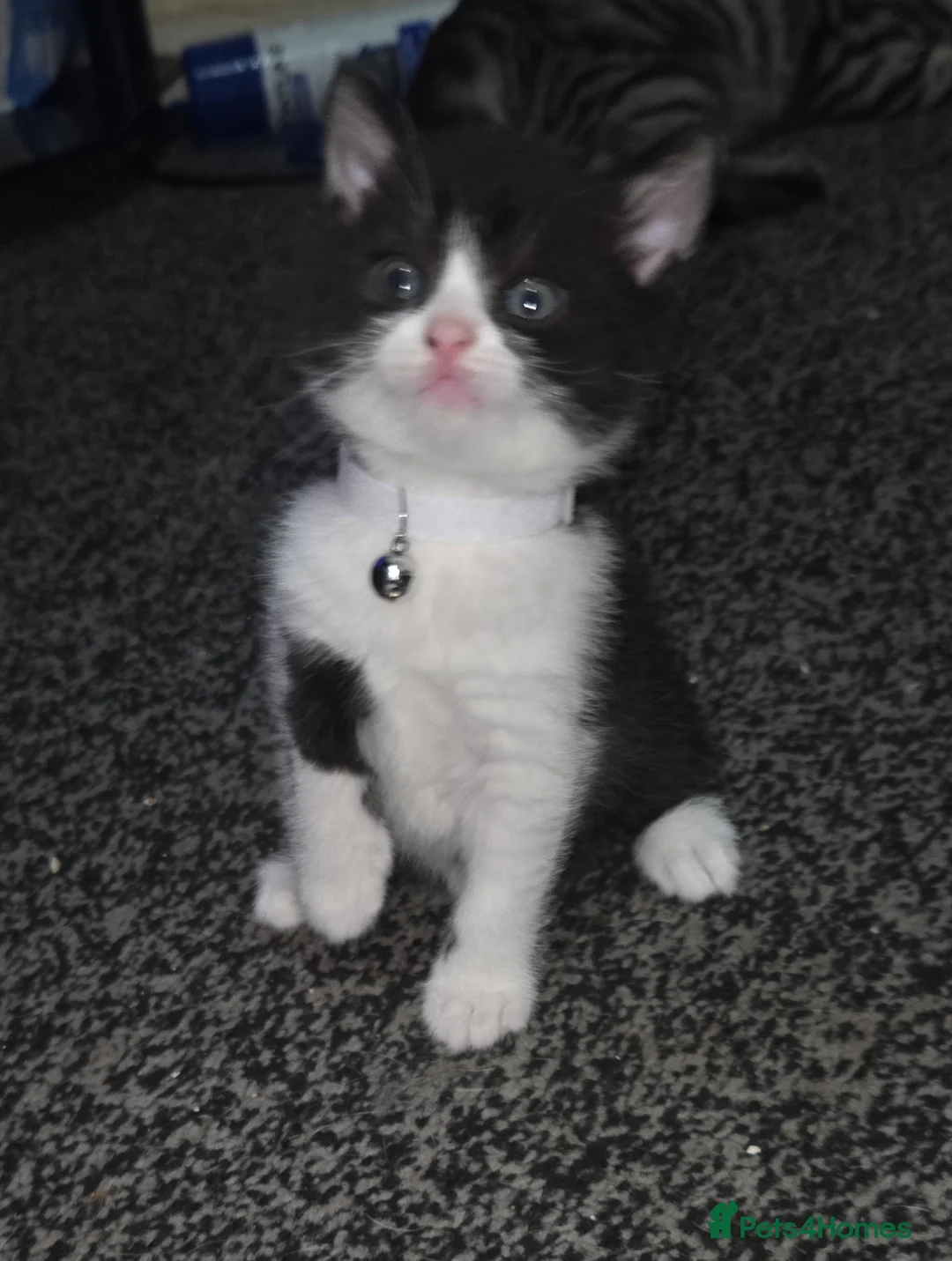 British Shorthair cats for sale: British Short Hair  - Advert 17