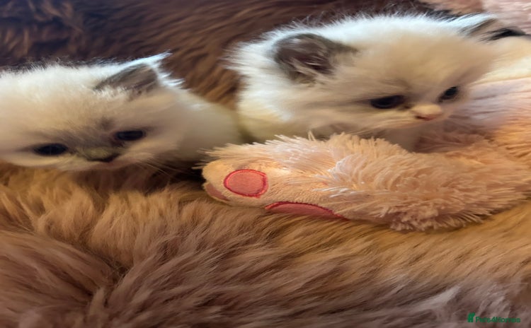 Ragdoll cats - Advert 5