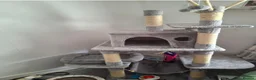 Mixed Breed cats for sale: 2 kittens for sale in Aberdeen - Advert 2