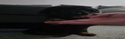 Sheprador dogs for sale: Sheprador Puppies – German Shepherd × Labrador - Advert 17