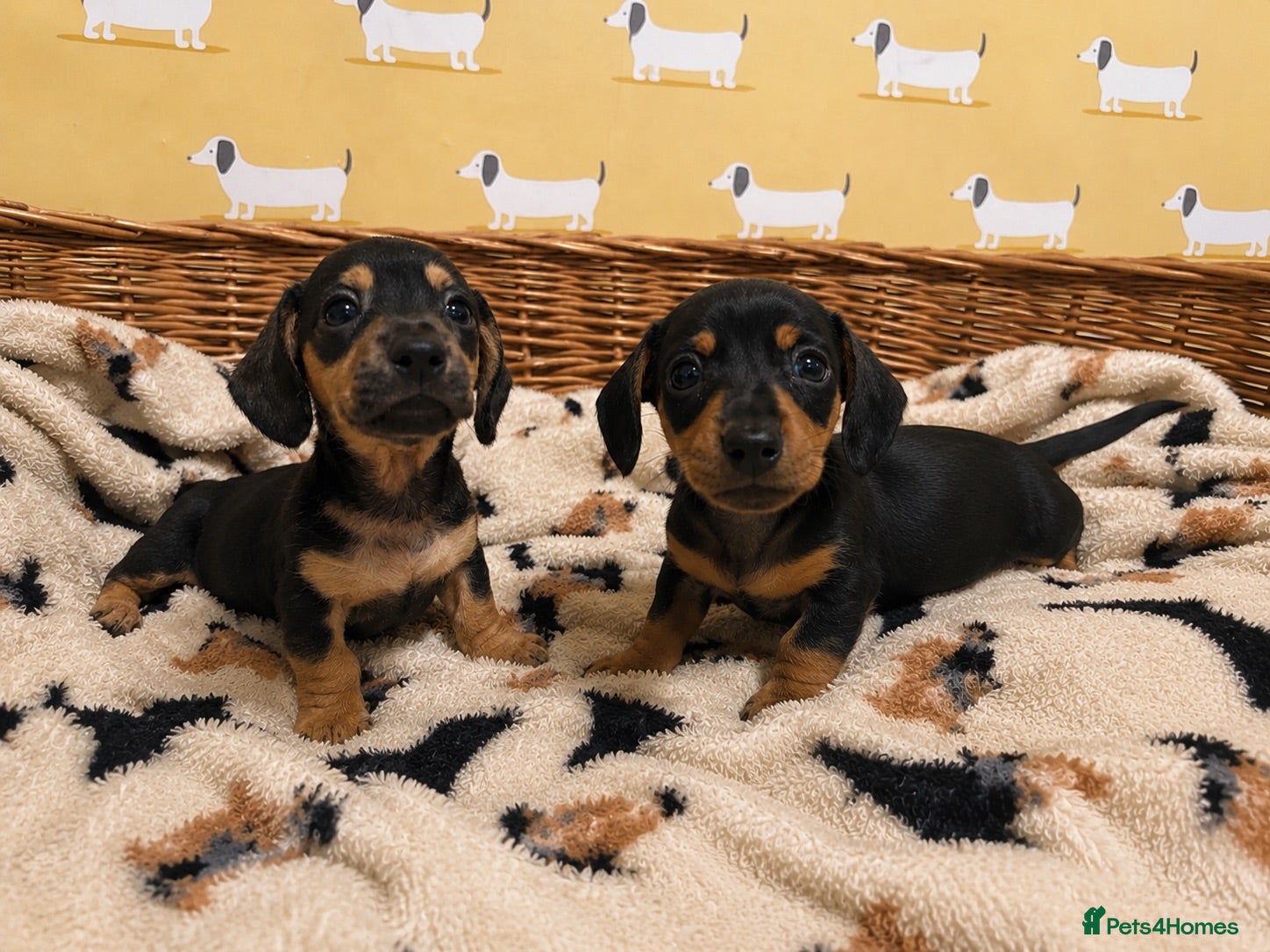 Miniature Dachshund dogs ✨Black & Tan Miniature Daschund Puppies ✨ - Advert 7