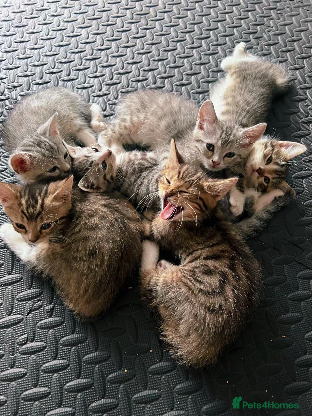 Domestic Shorthair cats Adorably 8 Week Old Fluffy Domestic Shorthairs - Advert 4