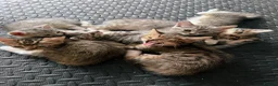Domestic Shorthair cats for sale: Adorably 8 Week Old Fluffy Domestic Shorthairs - Advert 1
