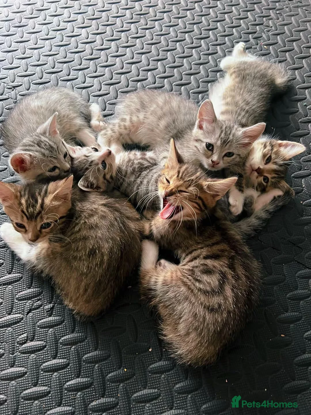 Domestic Shorthair cats for sale: Adorably 8 Week Old Fluffy Domestic Shorthairs - Advert 1