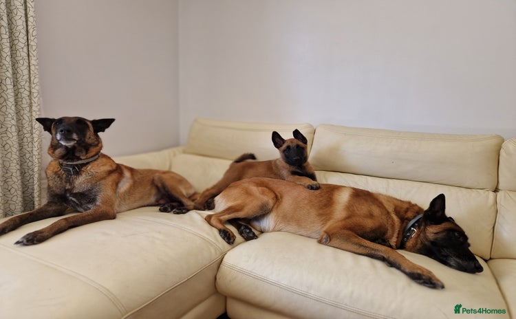 Belgian Shepherd Dog dogs - Advert 1