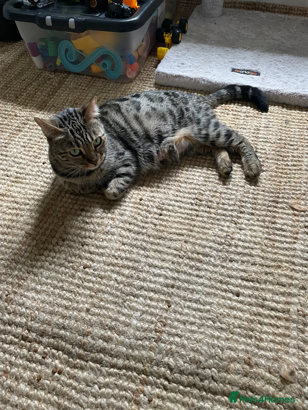 Mixed Breed cats for sale: Bengal x kittens  - Advert 2