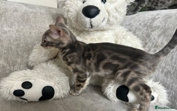 Bengal cats for sale: Adorable Female Blue Bengal Kitten TICA REG - Image 30