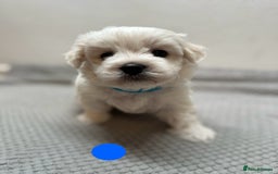 Maltese dogs for sale: Cute Maltese Puppies Looking for Loving Homes🇬🇧  - Image 8