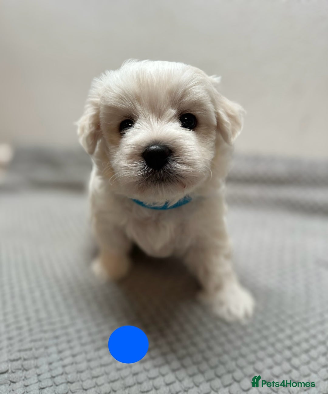 Maltese dogs for sale: Cute Maltese Puppies Looking for Loving Homes🇬🇧  - Image 8