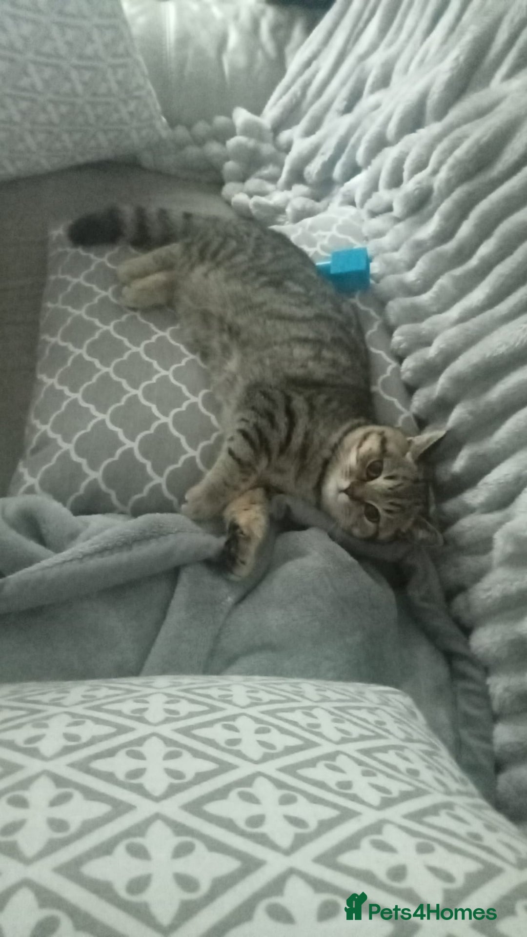 British Shorthair cats for sale: Beautiful BSH Kitten - Nala - Advert 3