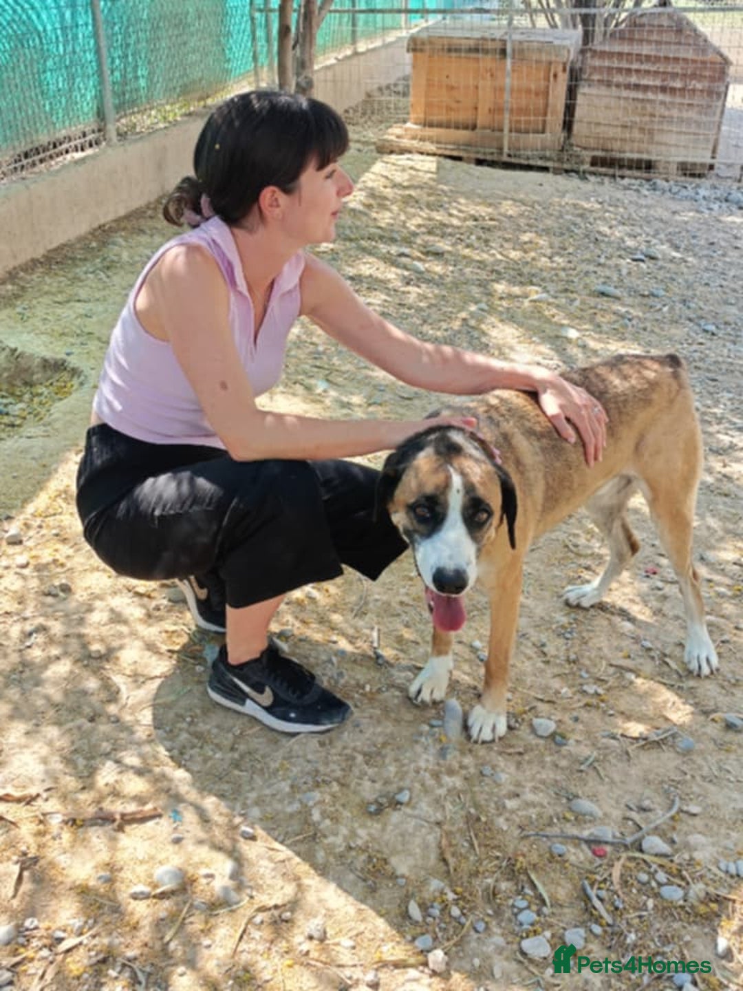 Mixed Breed dogs for adoption: Umber is searching for his family  - Advert 6