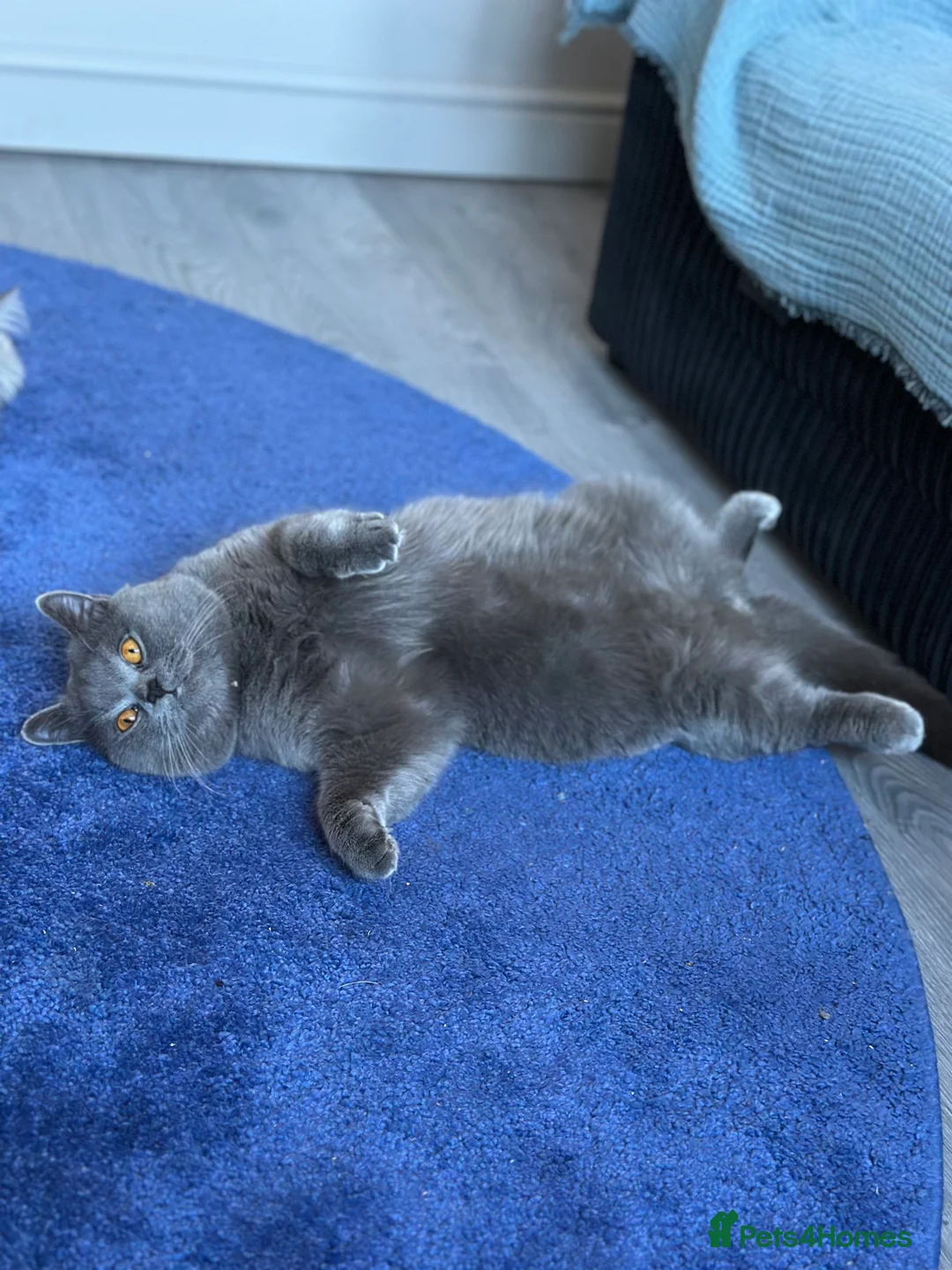 British Shorthair cats for stud: Hugo proven stud  - Advert 2