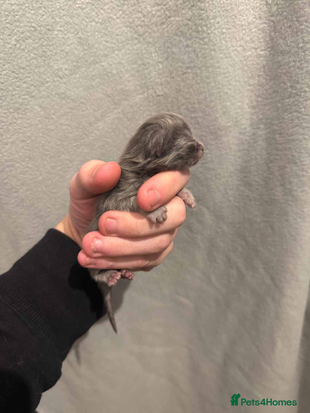 Maine Coon cats for sale: Baby maincoon cross persian - Advert 8