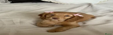 Cockapoo 4