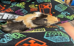 Guinea Pig rodents for sale: 3 baby's for sale - Image 9