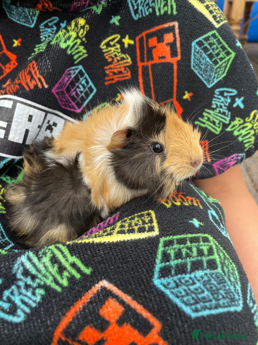 Guinea Pig rodents for sale: 3 baby's for sale - Image 9