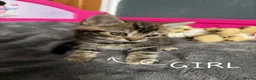 Mixed Breed cats for sale: Lovely kittens looking for lovely home in Manchester - Advert 4