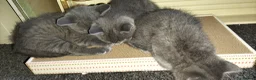British Shorthair cats for sale: Beautiful British short hair kittens  - Advert 5